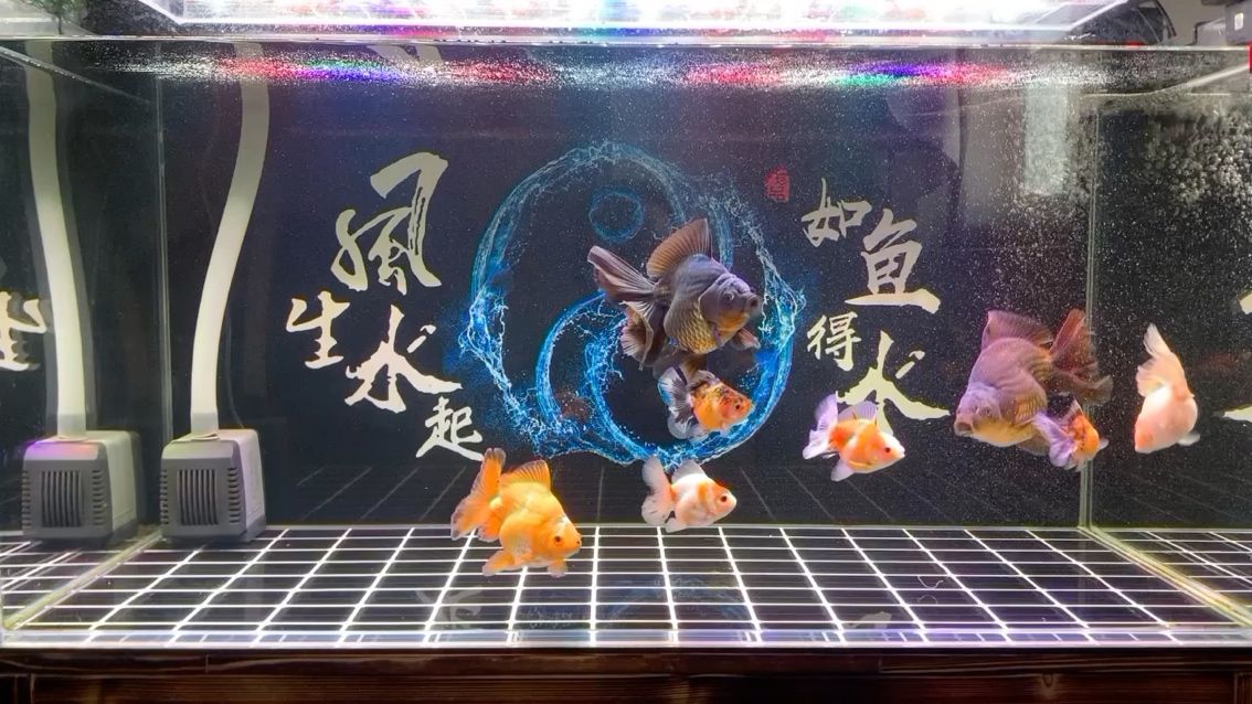 今年每批魚苗都留一兩條自己養(yǎng) 觀賞魚論壇