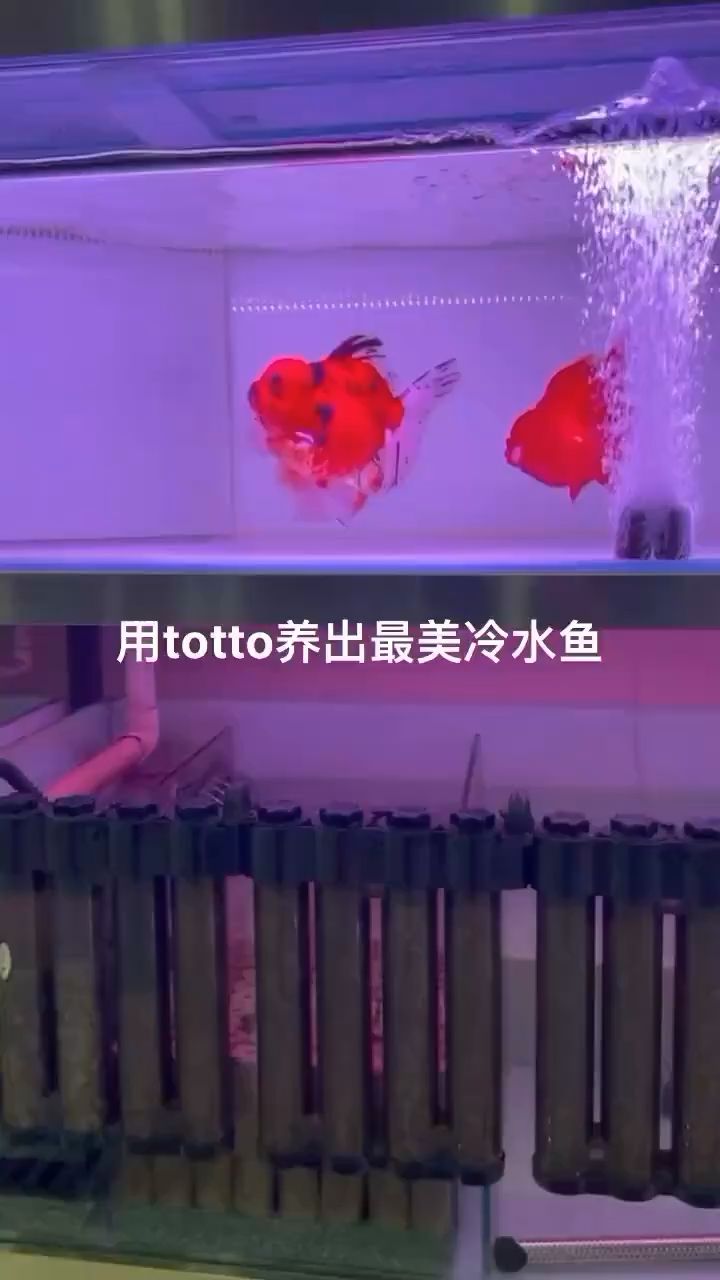 最美冷水魚 觀賞魚論壇