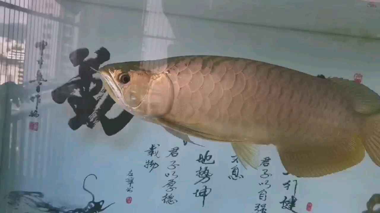 陽(yáng)臺(tái)飼養(yǎng) 觀賞魚(yú)論壇