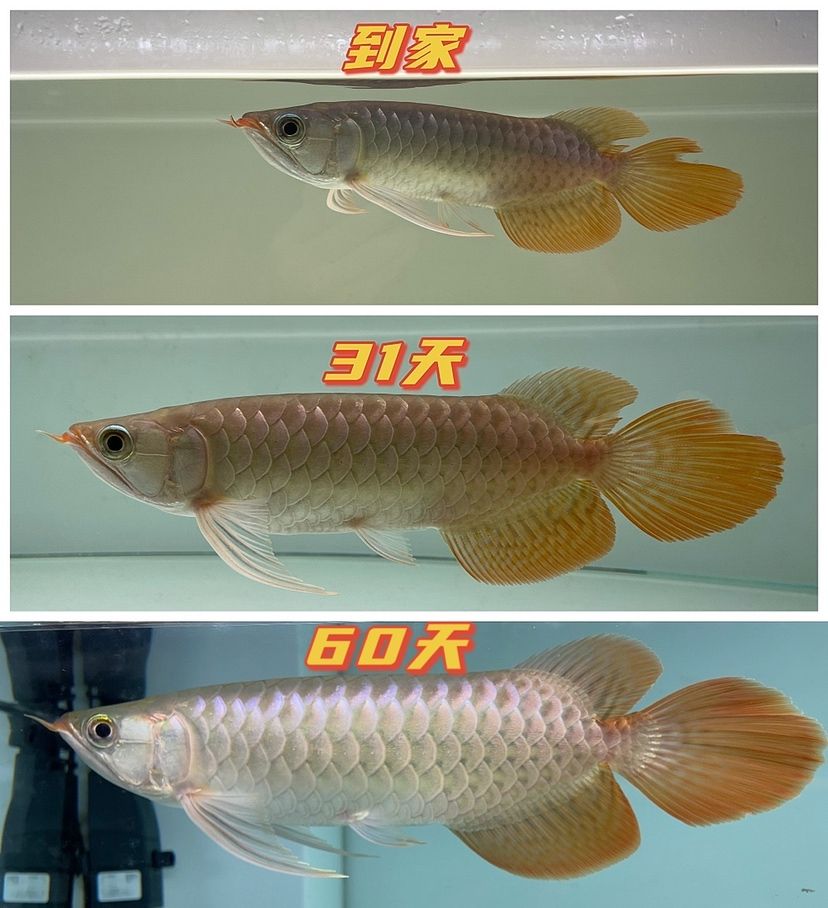 LC限量級(jí)小魚(yú)60天記錄 觀賞魚(yú)論壇 第1張