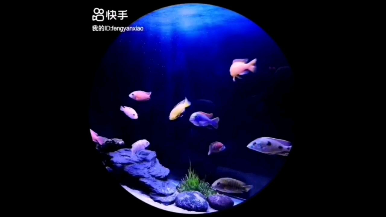 魚缸過濾桶濾材可以裝滿嗎圖片（魚缸過濾桶材料擺放順序） 名貴錦鯉魚