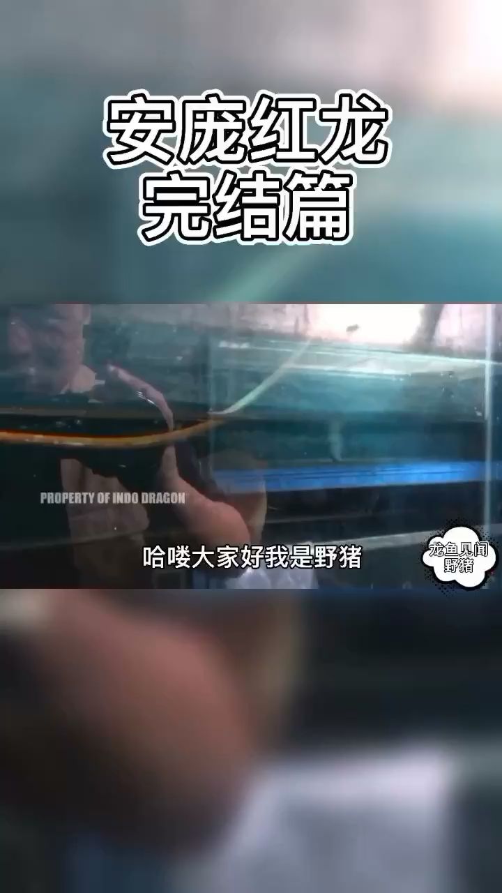 龍魚見聞之安pang 完結(jié)篇 觀賞魚論壇