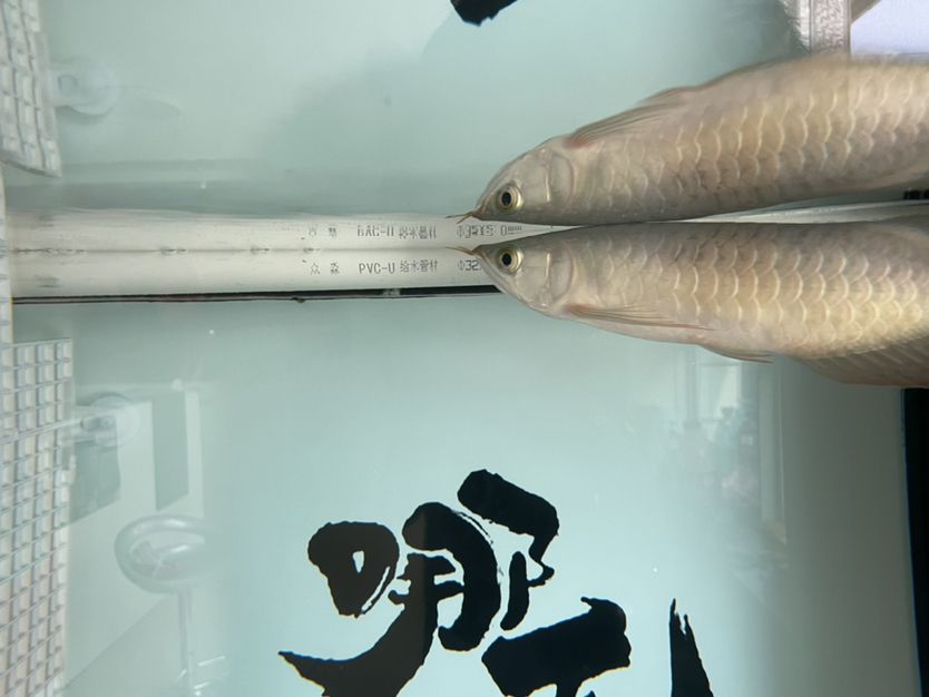 觀賞魚種類及價(jià)格大全（ 觀賞魚種類及圖片和名稱） 月光鴨嘴魚