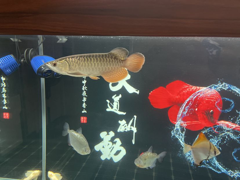 新手求指導(dǎo) 觀賞魚論壇 第4張