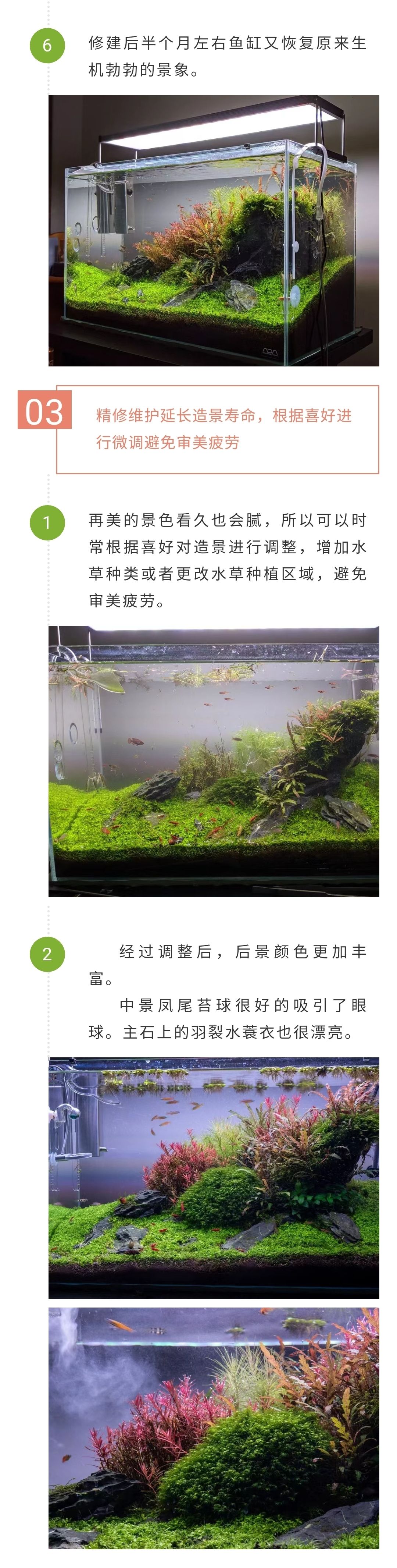 顏色艷麗，石景草缸你一定會(huì)喜歡 觀賞魚(yú)論壇 第2張