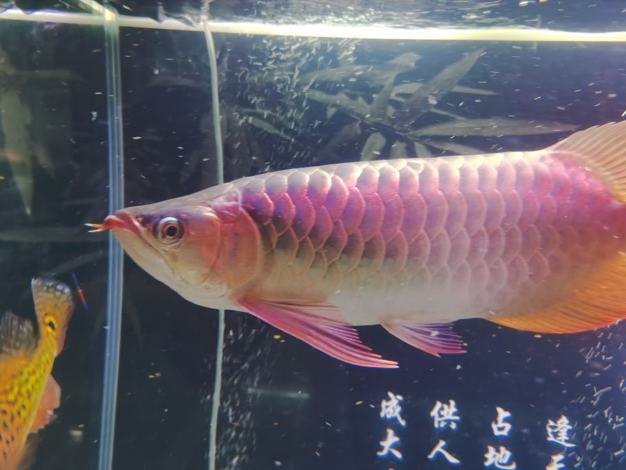 龍魚塞蓋上有那片，是溶鱗嗎？ 觀賞魚論壇 第2張