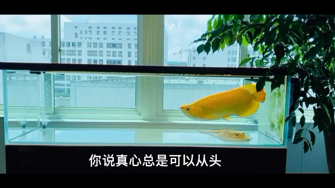 如何才能滿片 觀賞魚論壇