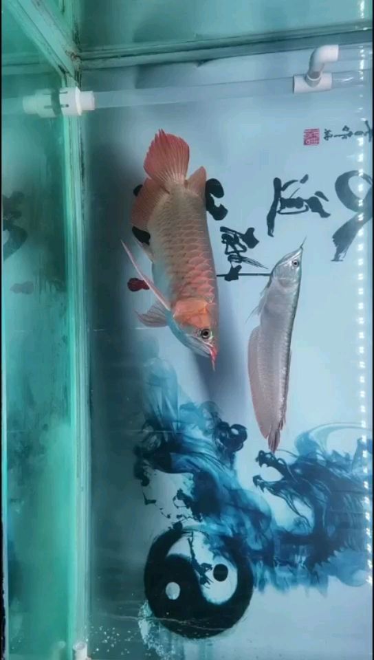 鐵嶺魚缸定制的地方在哪兒啊多少錢一條 鐵嶺花鳥魚市場在哪里 月光鴨嘴魚