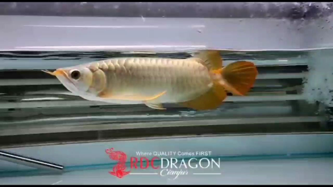 RDC紅魔賽級限量版彎刀胸鰭大屁股 觀賞魚論壇