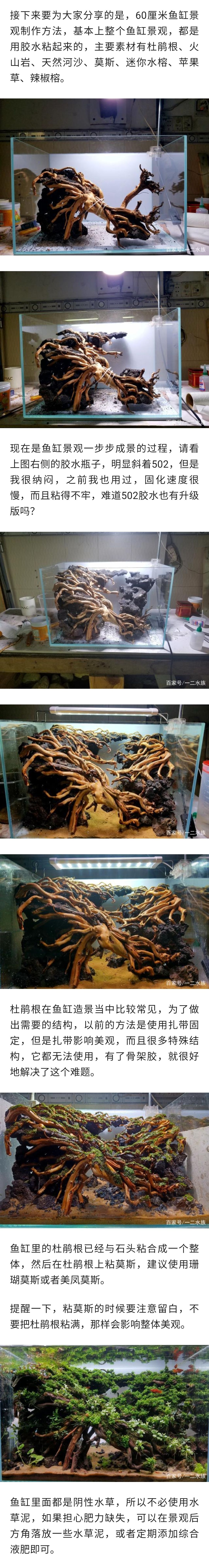 魚缸造景教程，50厘米魚缸 觀賞魚論壇