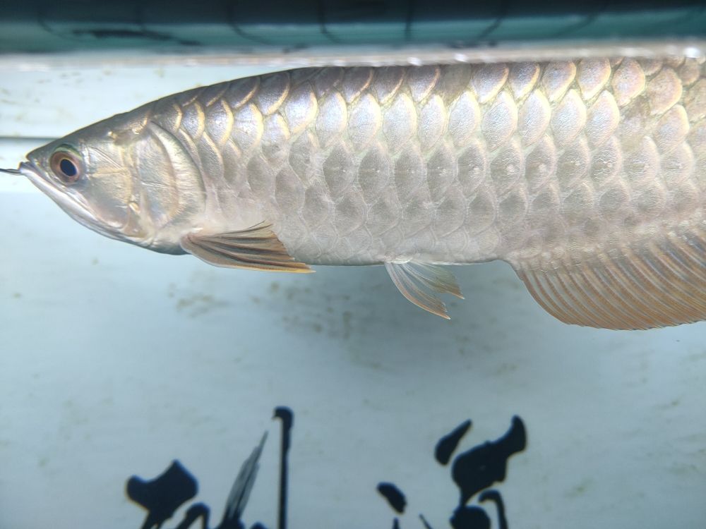 大哥們，給看看我的龍魚(yú)為什么麟片變小了，是怎么回事 觀(guān)賞魚(yú)論壇