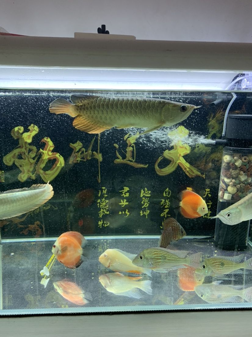 小白求養(yǎng)龍經(jīng)驗 觀賞魚論壇 第1張