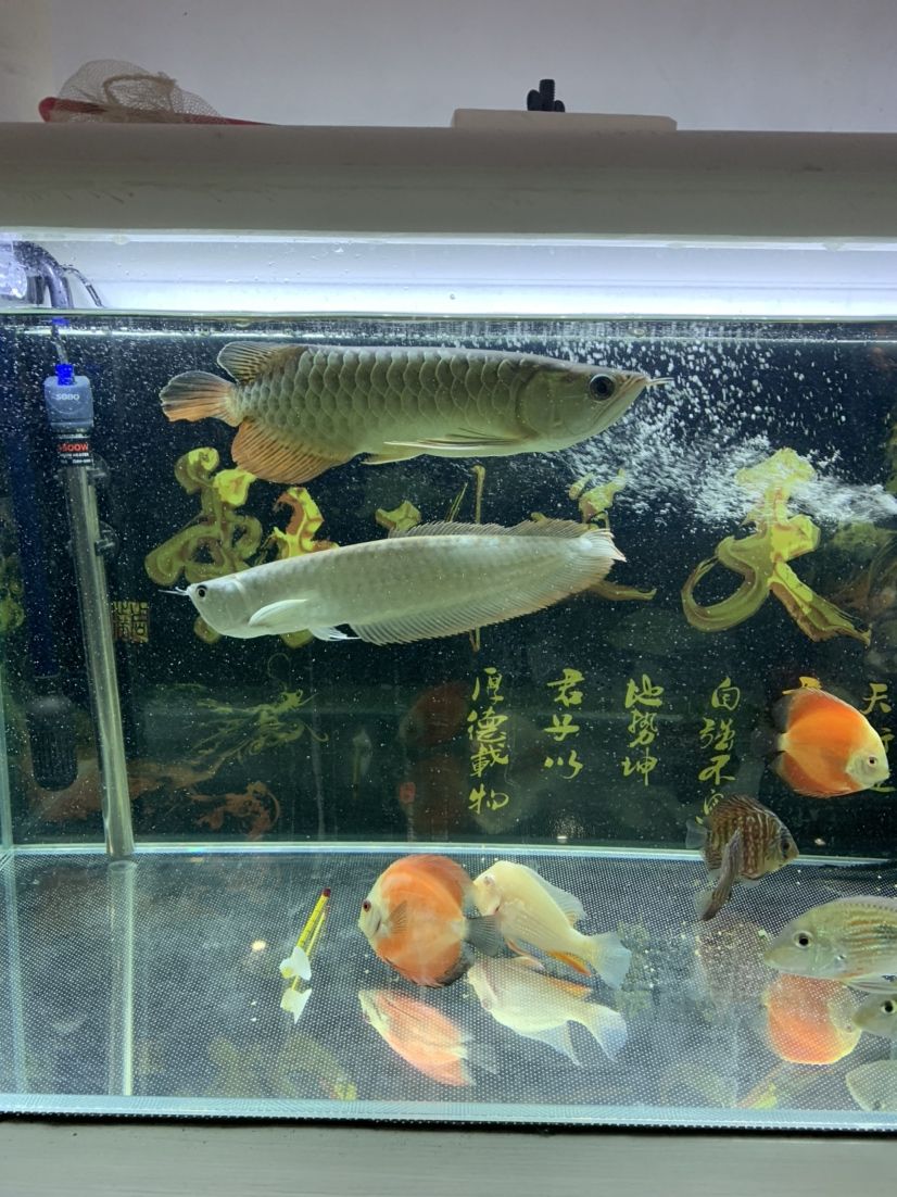 小白求養(yǎng)龍經(jīng)驗 觀賞魚論壇 第2張