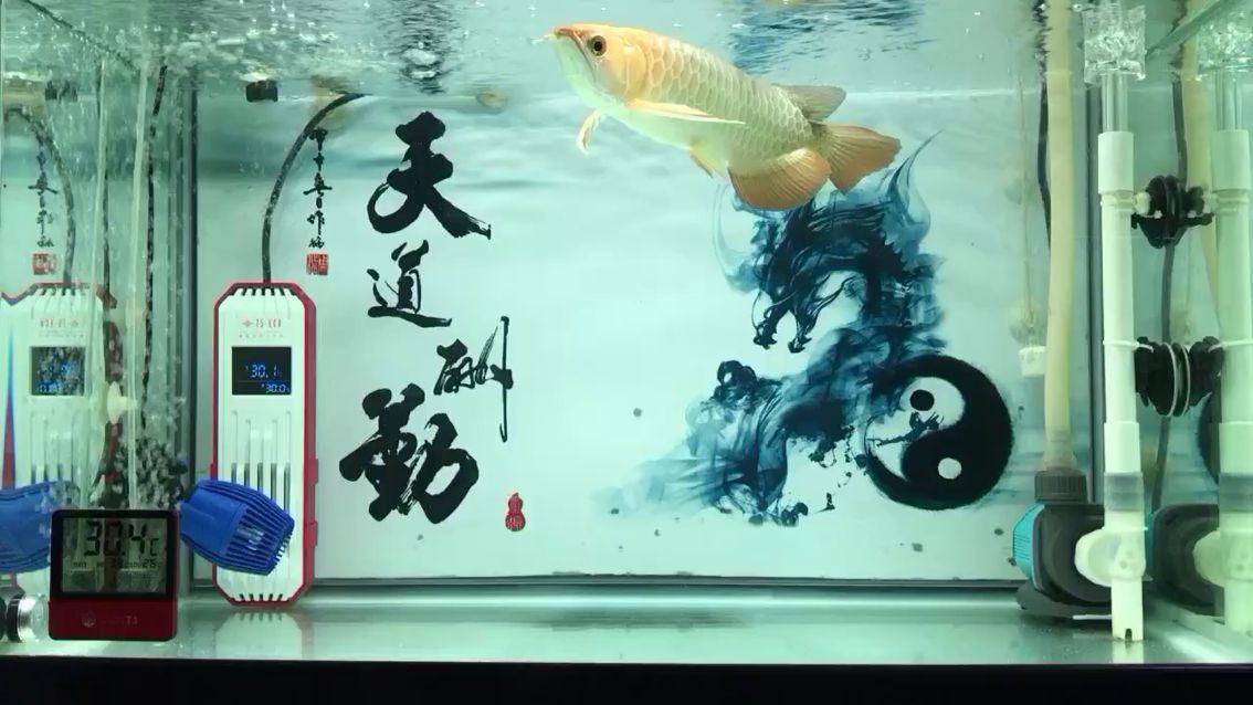 小可耐 觀賞魚(yú)論壇