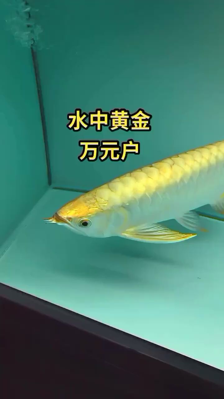 40cm 滿金奎 觀賞魚論壇 第1張