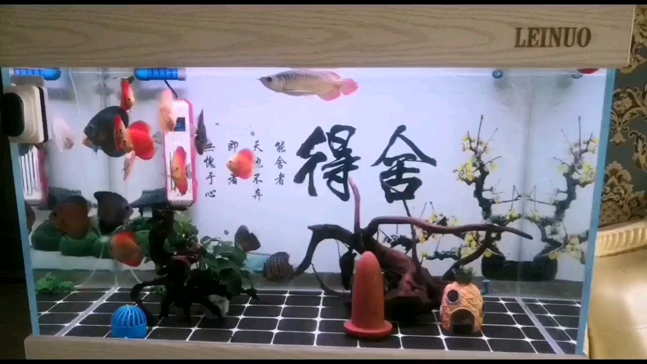 金龍魚金頭能長(zhǎng)出來(lái)嗎：金頭金龍魚多大發(fā)色