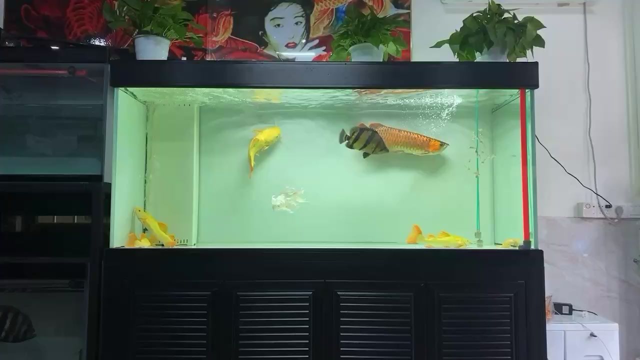 每天起床都能看魚 觀賞魚論壇