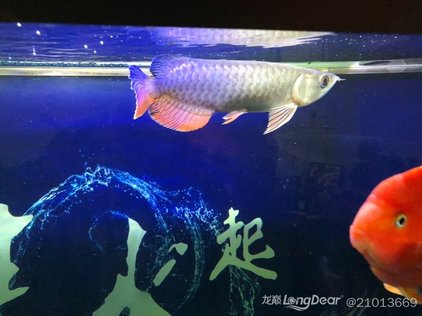 大伙幫我來看看我的金龍 觀賞魚論壇 第1張