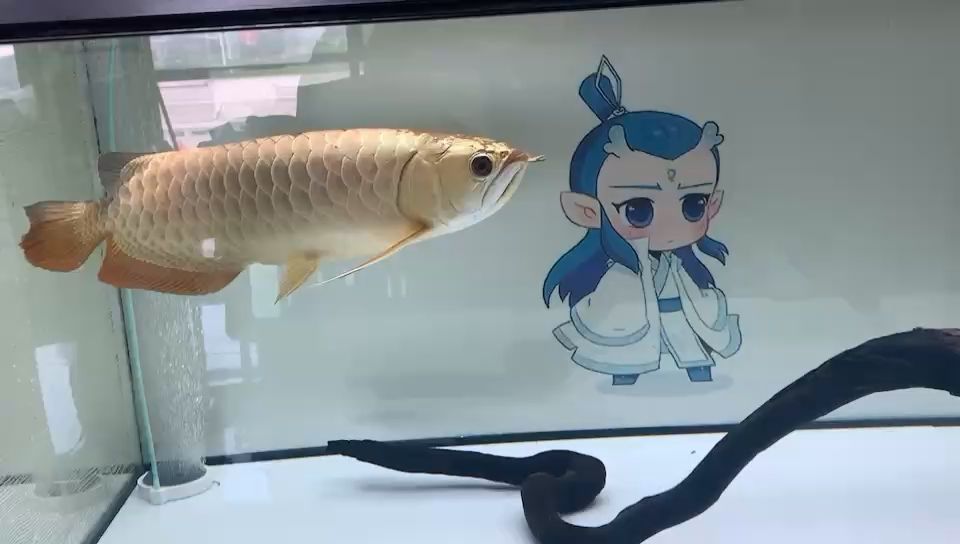 欽州市欽南區(qū)州海觀賞魚銷售店 全國(guó)水族館企業(yè)名錄