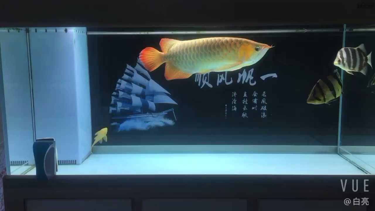 簡(jiǎn)簡(jiǎn)單單平平淡淡 觀賞魚論壇 第1張