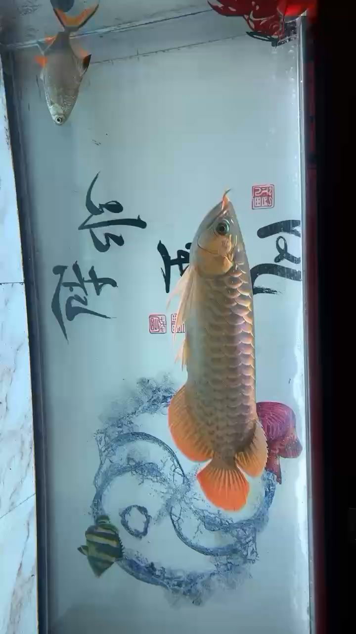 怎么樣呢。純白缸養(yǎng)吧 觀賞魚論壇