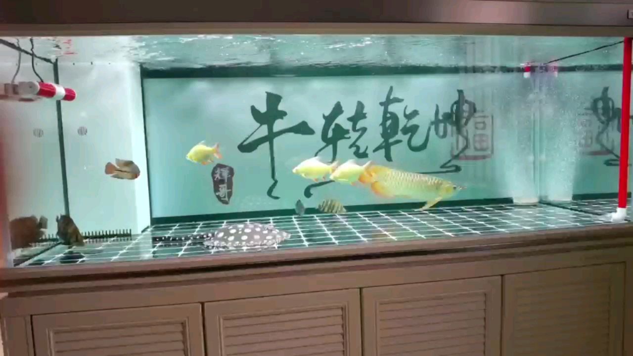 綿陽魚缸廠家直銷店在哪里有（綿陽魚缸定做） 觀賞魚