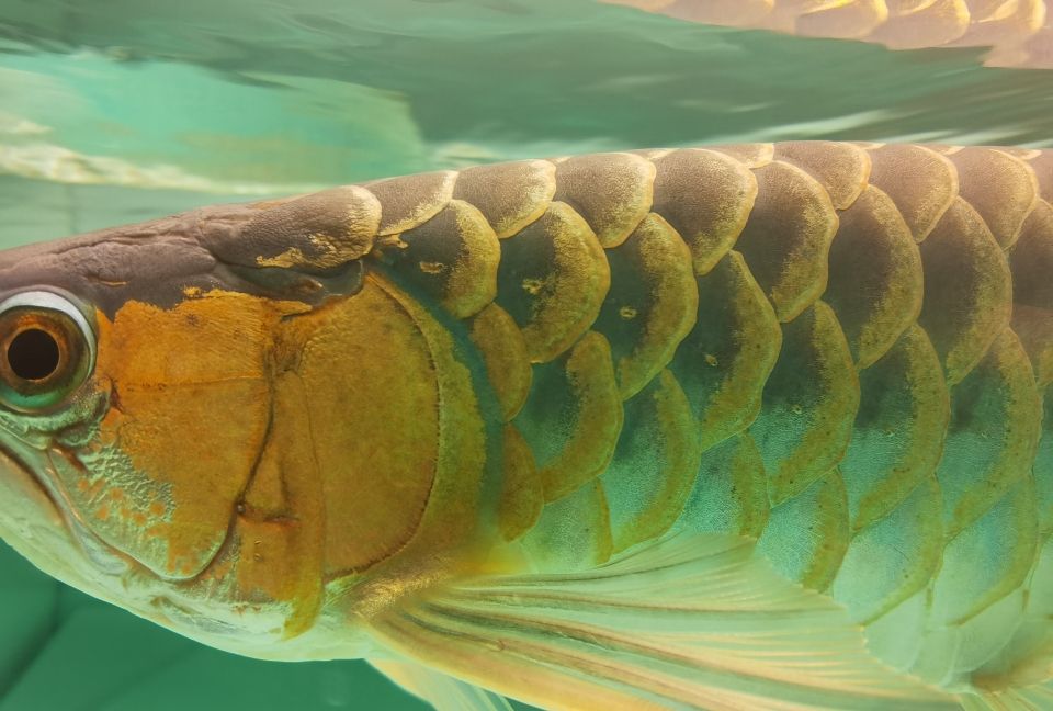 魚飼料多少錢一噸：魚飼料批發(fā)多少錢一噸