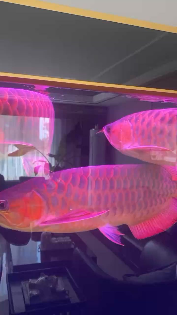 哪里買金龍魚(yú)便宜 去哪里買金龍魚(yú)比較便宜 紅魔王銀版魚(yú)