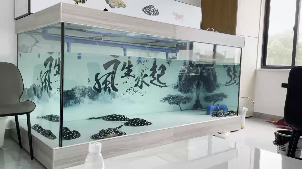 楊凌哪里有賣魚缸的店子啊圖片（楊凌水族市場） 麥肯斯銀版魚