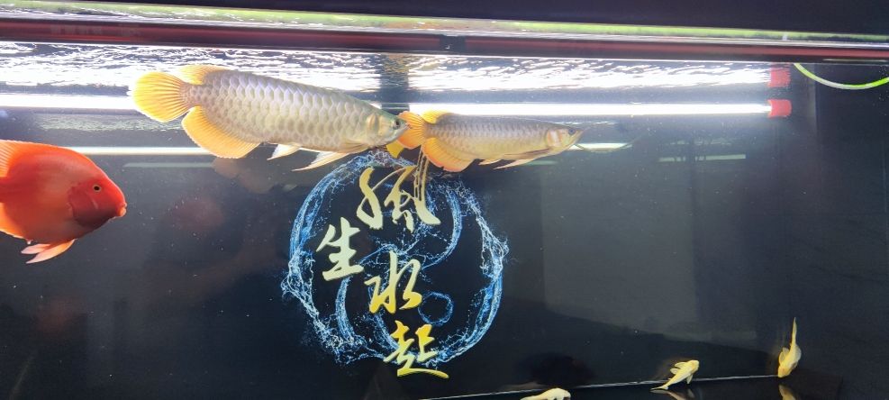 給兩條魚(yú)互換個(gè)環(huán)境 觀賞魚(yú)論壇 第1張