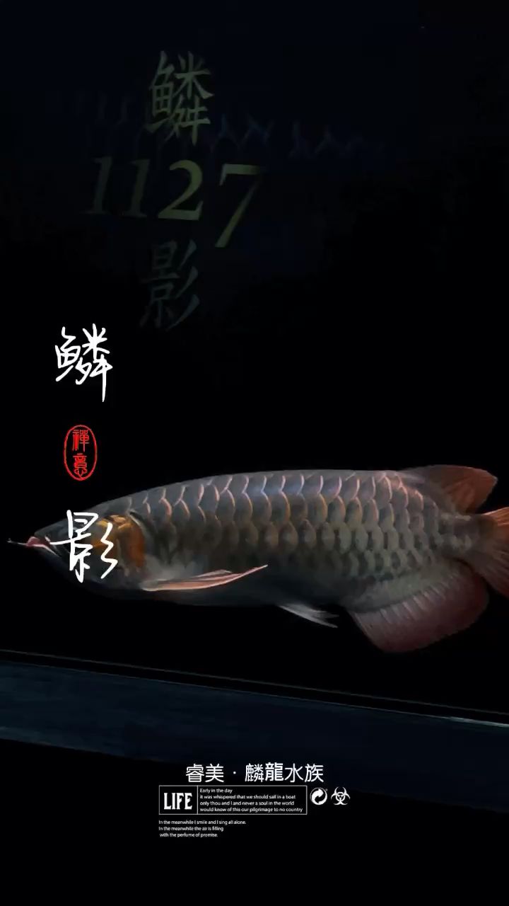 鱗影1127·專業(yè)養(yǎng)魚旗艦 觀賞魚論壇 第1張