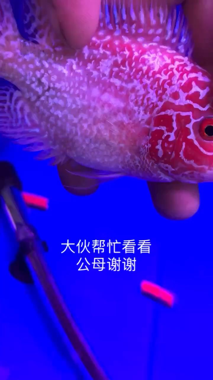 大佬幫忙看一下公母 觀賞魚論壇