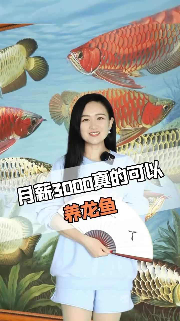 月薪3000，你會養(yǎng)龍魚嗎？ 觀賞魚論壇