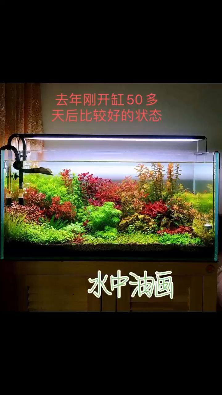 每個草缸都有過光彩時刻 觀賞魚論壇