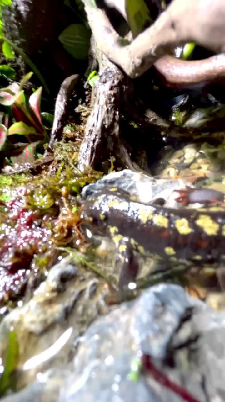 真正的熱帶雨林樂園 觀賞魚論壇