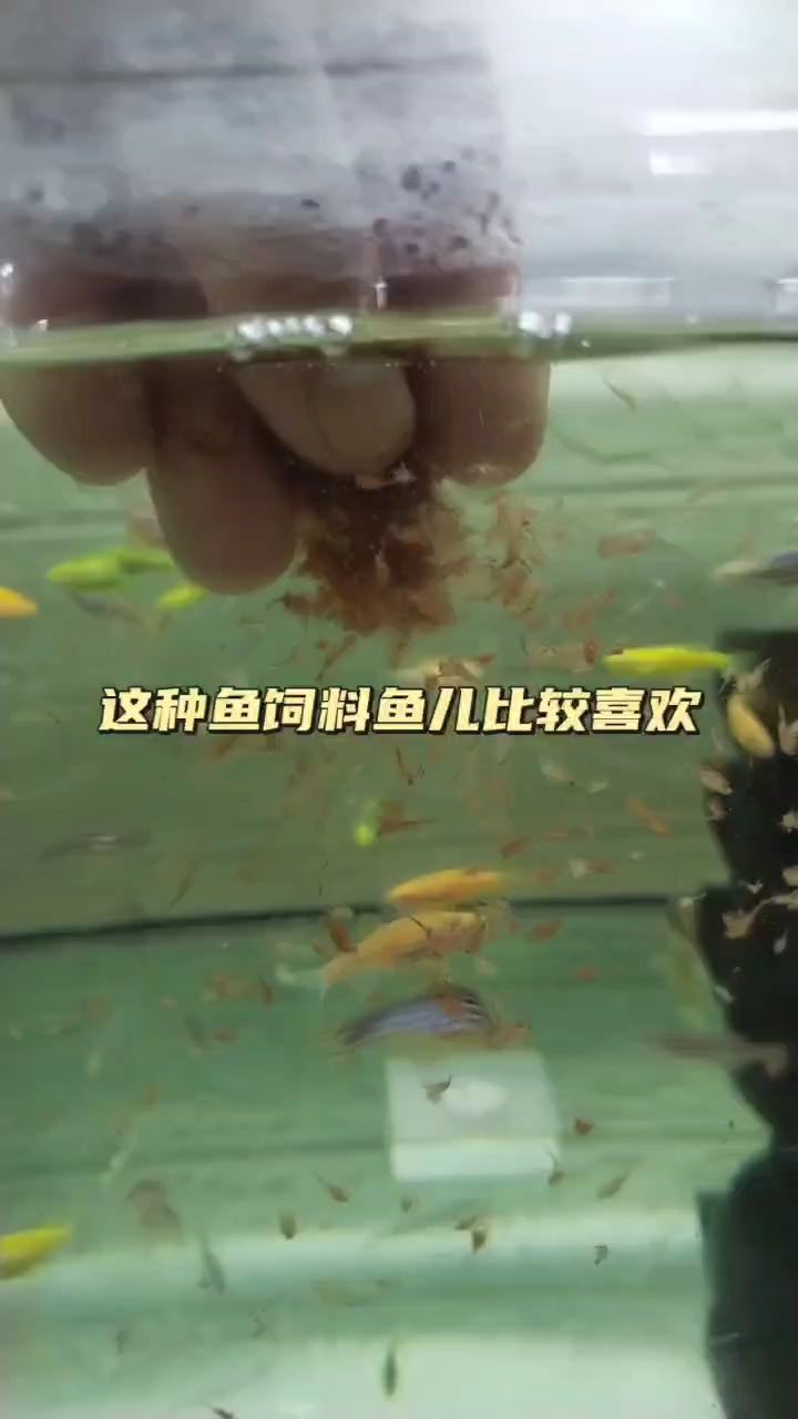 小型熱帶魚的最愛 觀賞魚論壇