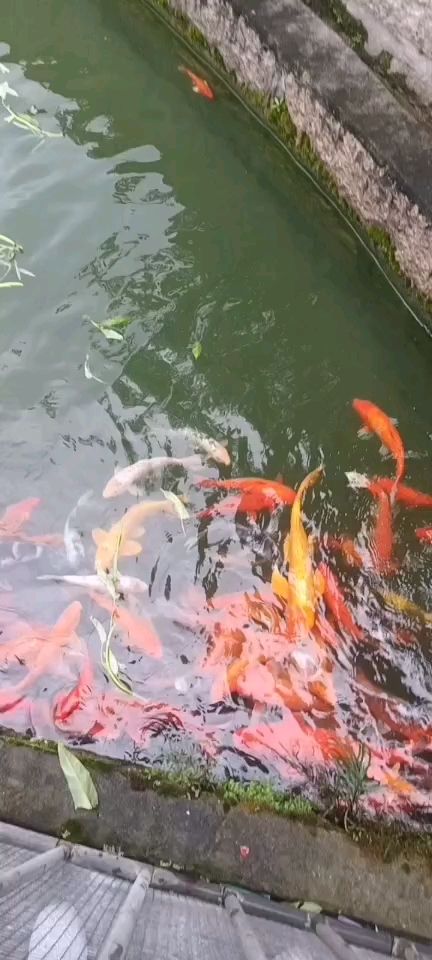 池養(yǎng)錦鯉入手級(jí) 觀賞魚論壇