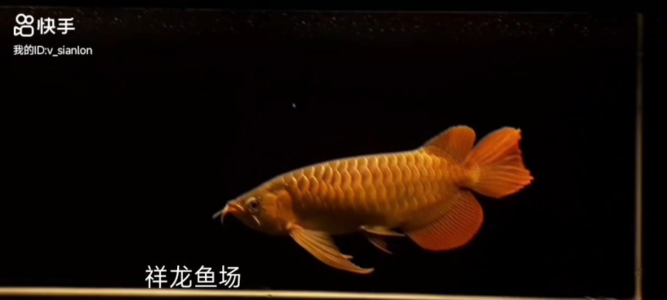 精品大湖紅龍魚 觀賞魚論壇