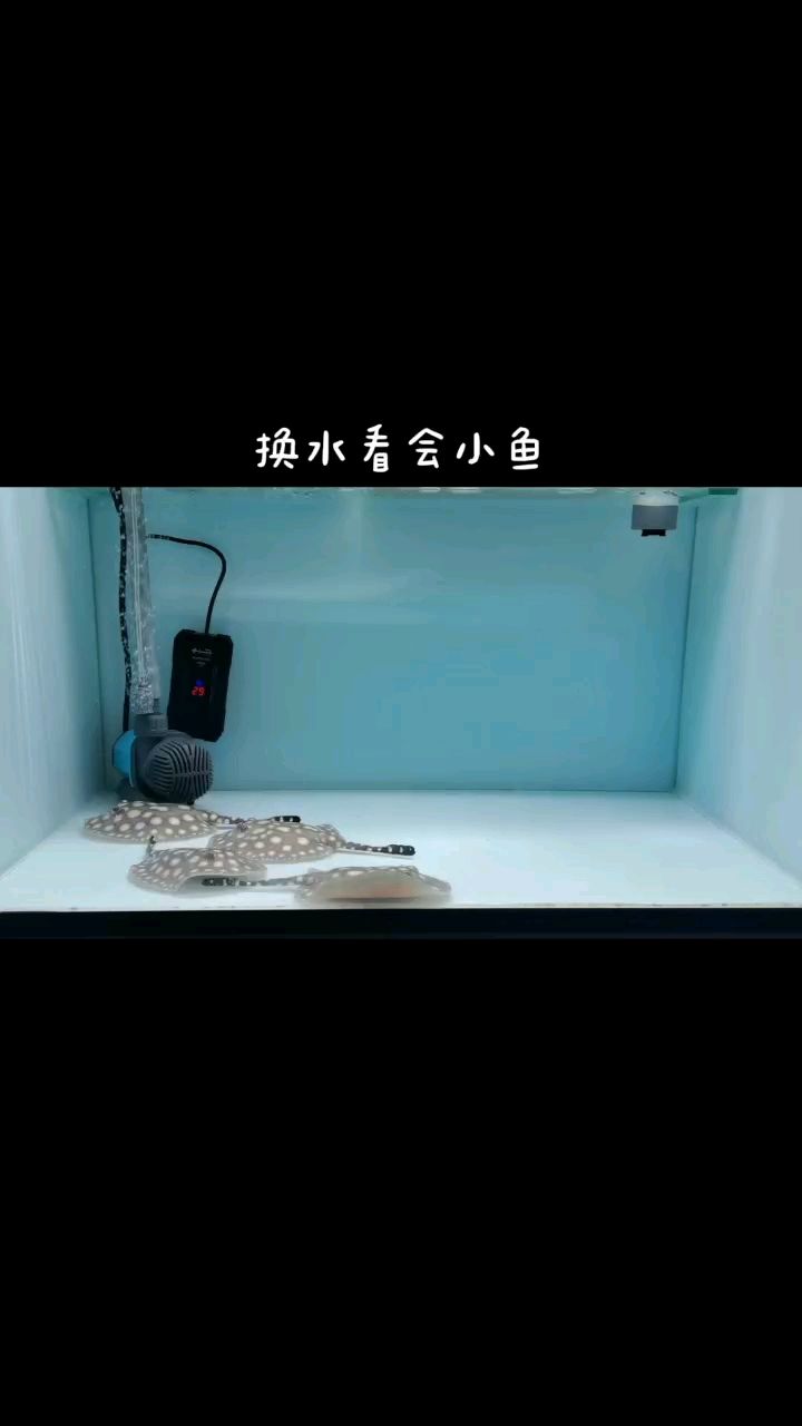 換換水看看魚 觀賞魚論壇