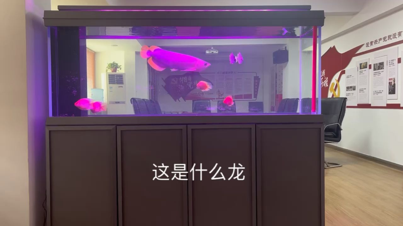 大神們，這是什么龍 觀賞魚論壇