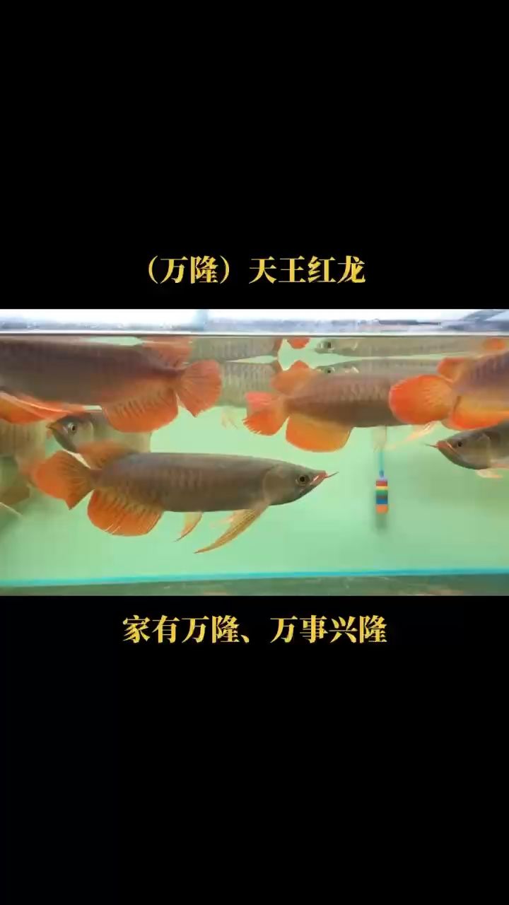 你喜歡哪一條？ 觀賞魚論壇 第1張