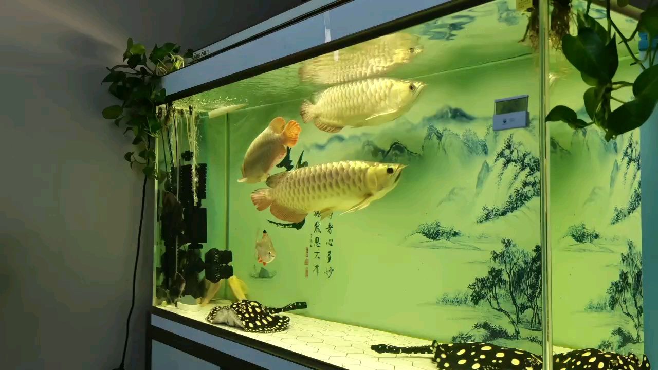 再看會(huì) 觀賞魚(yú)論壇