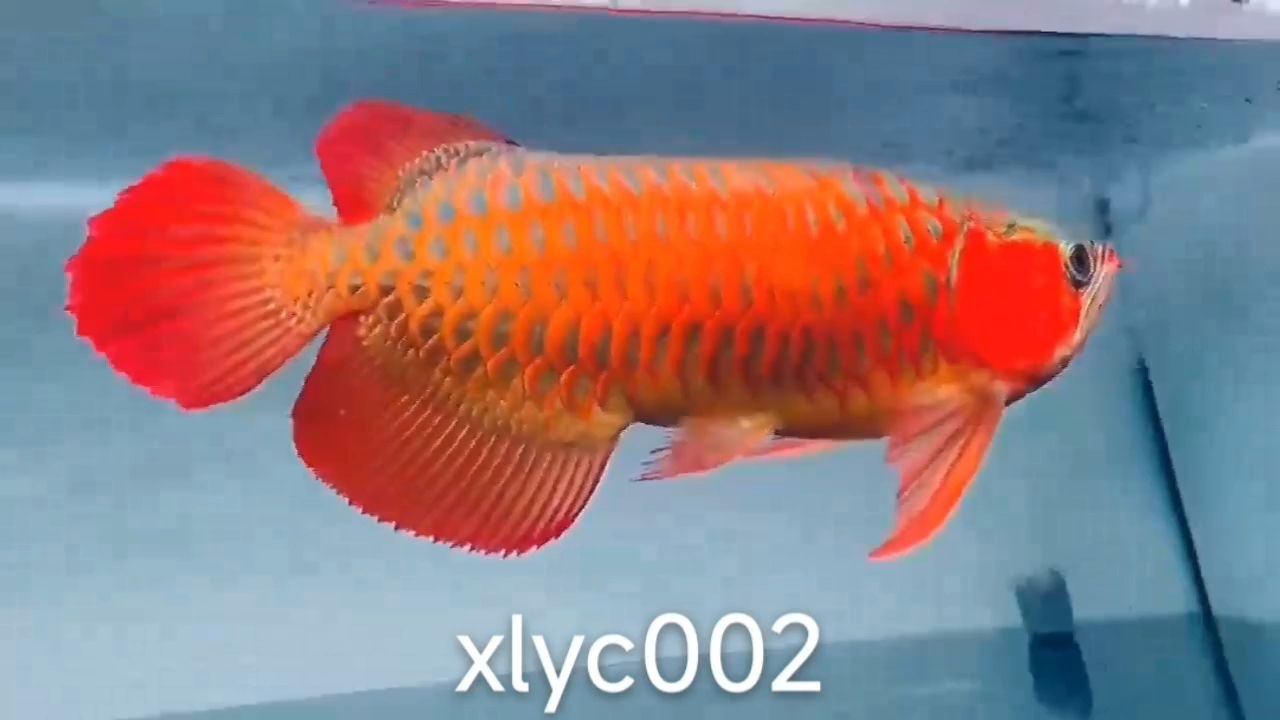 早安。 觀賞魚(yú)論壇