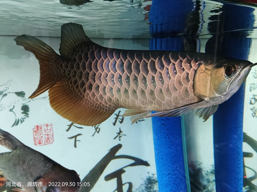 夠古典嗎？ 觀賞魚論壇 第3張