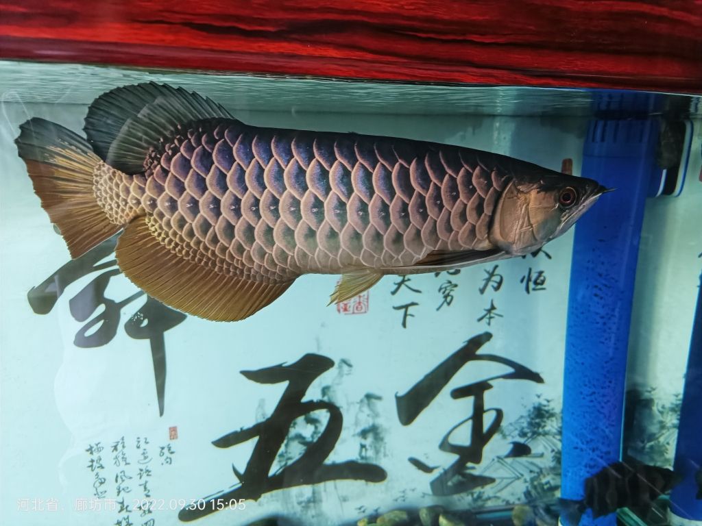 夠古典嗎？ 觀賞魚論壇 第5張