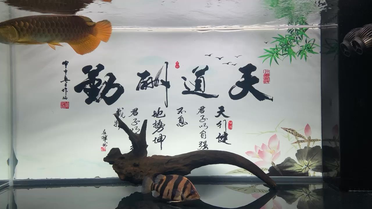 日常分享一下 觀賞魚(yú)論壇