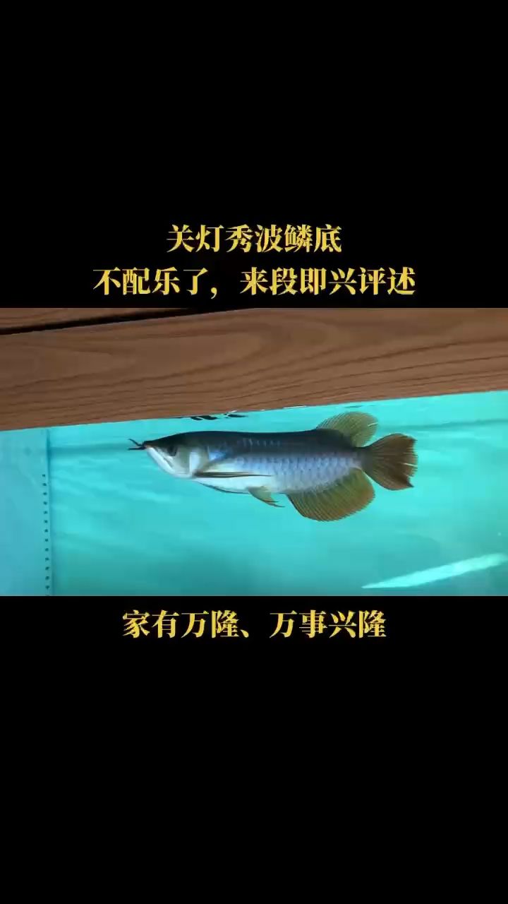 29號(hào)靚仔出場(chǎng) 觀賞魚論壇