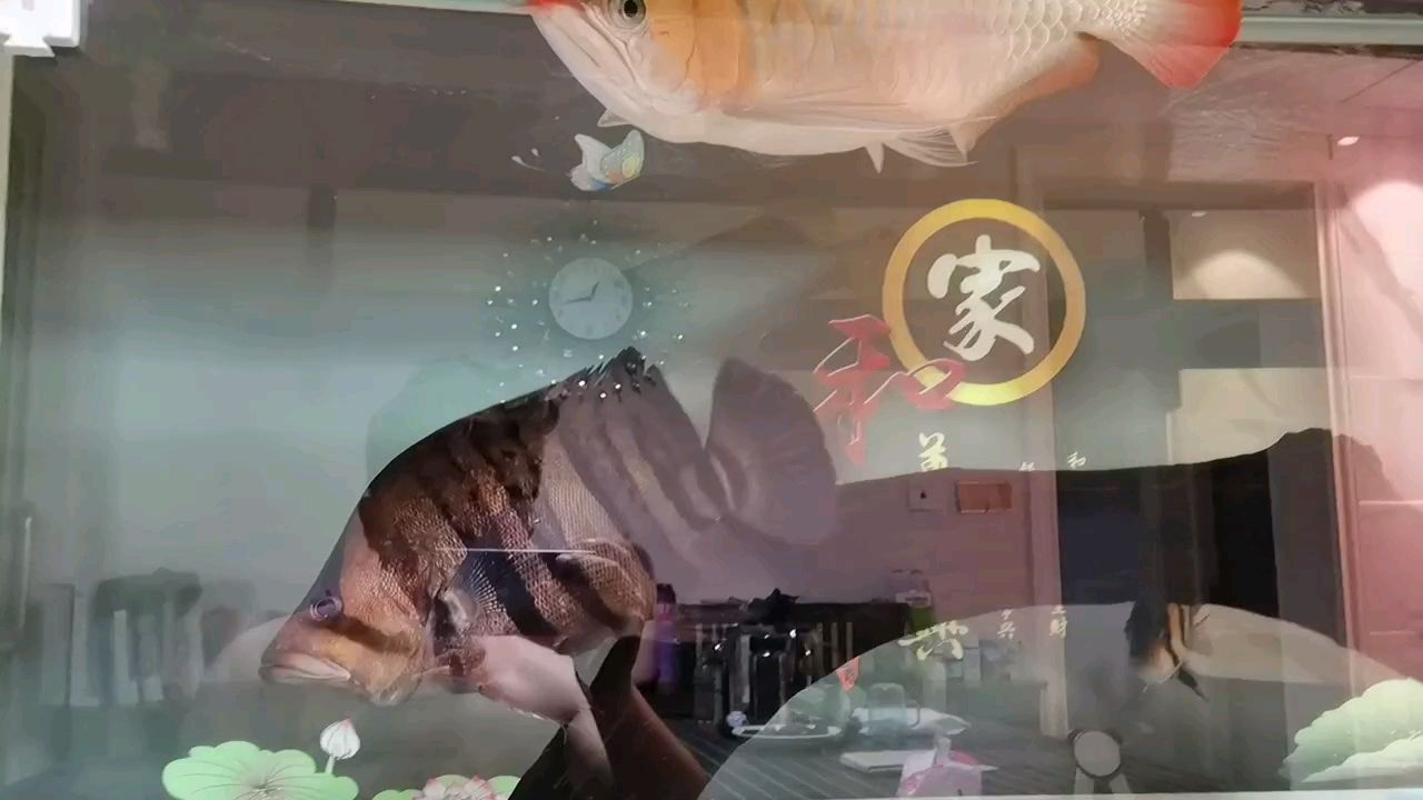 十一在家擼魚(yú) 觀賞魚(yú)論壇