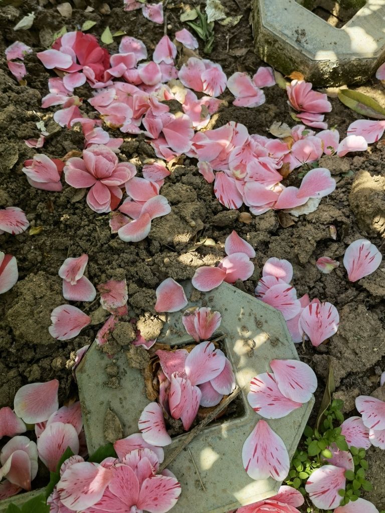 沒在家，發(fā)幾朵茶花湊數(shù)！ 觀賞魚論壇 第7張