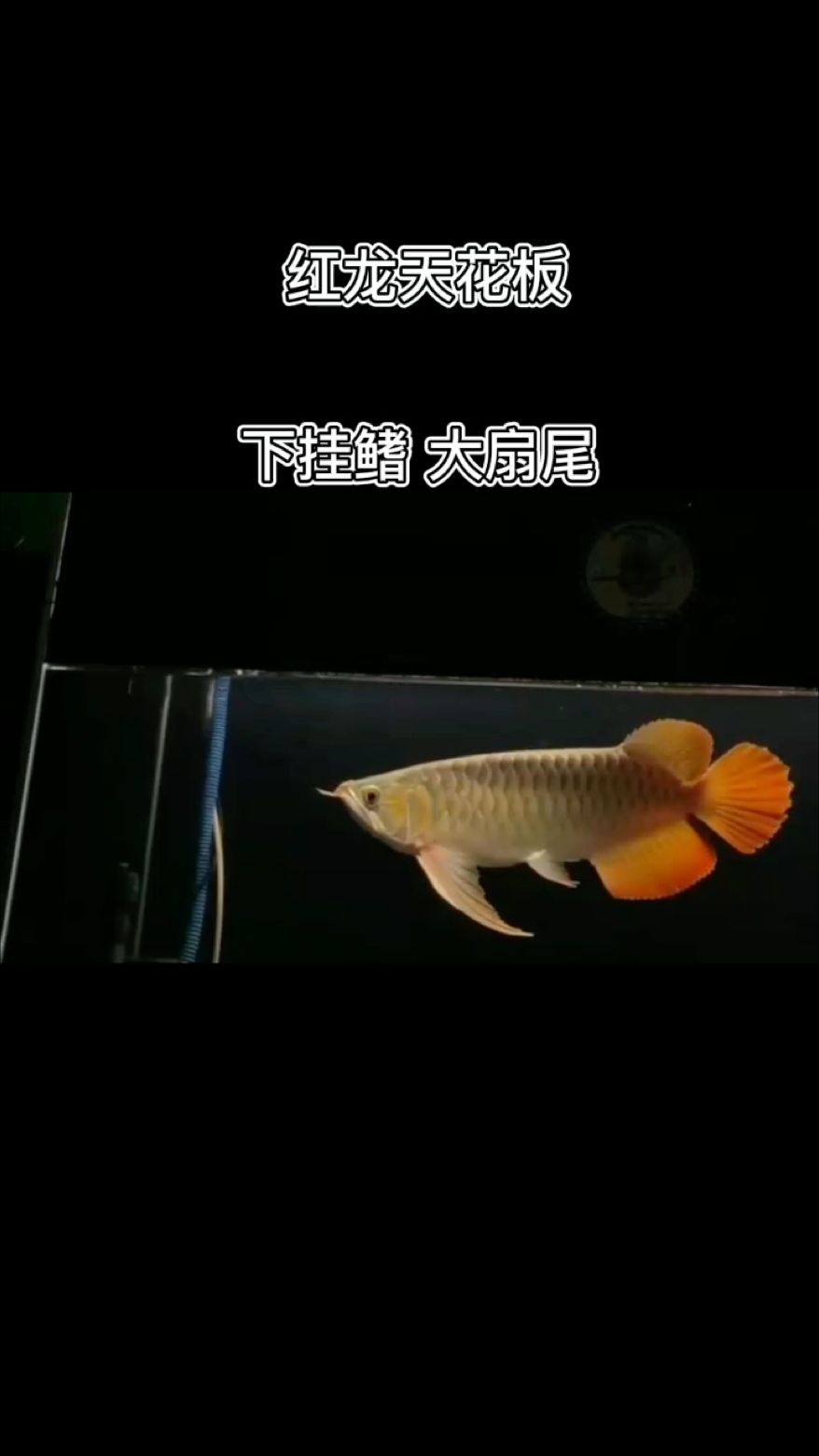 天花板板磚大湖紅龍 觀賞魚論壇